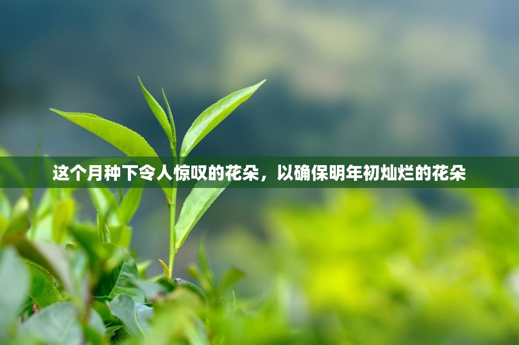 这个月种下令人惊叹的花朵，以确保明年初灿烂的花朵